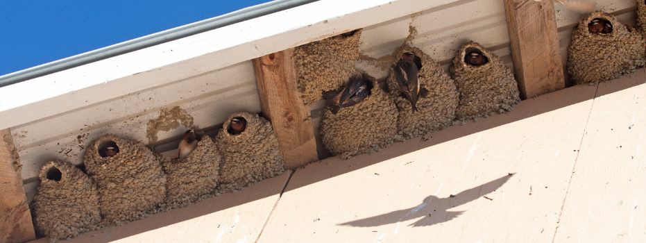 Stichting RespijtHuis HouseMartin