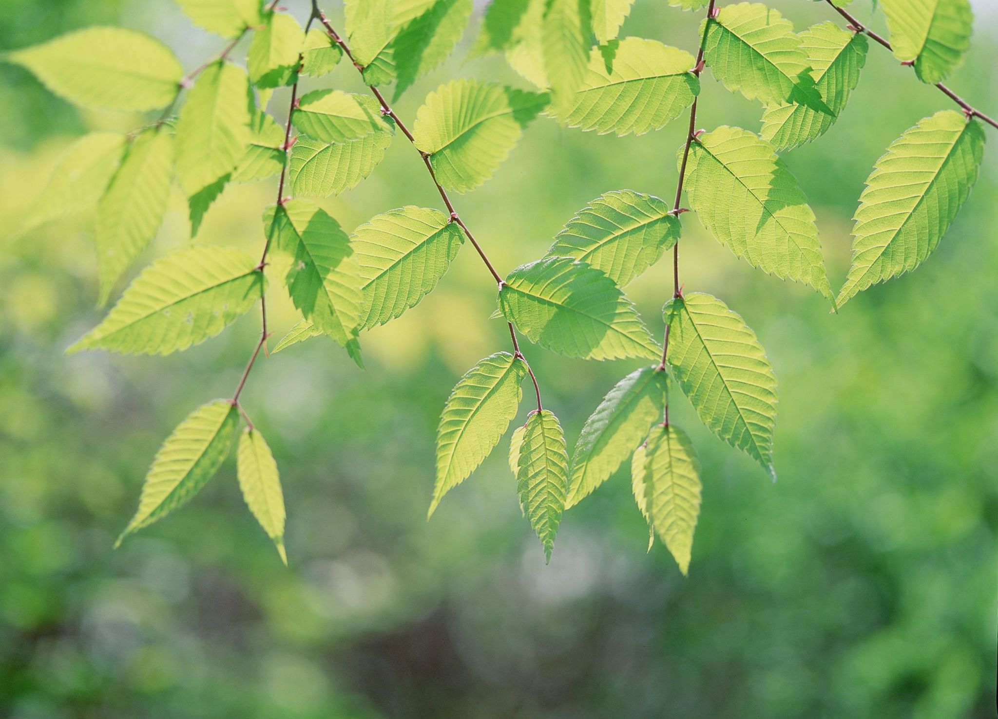 Haagse Bond van Amateurtuindersverenigingen