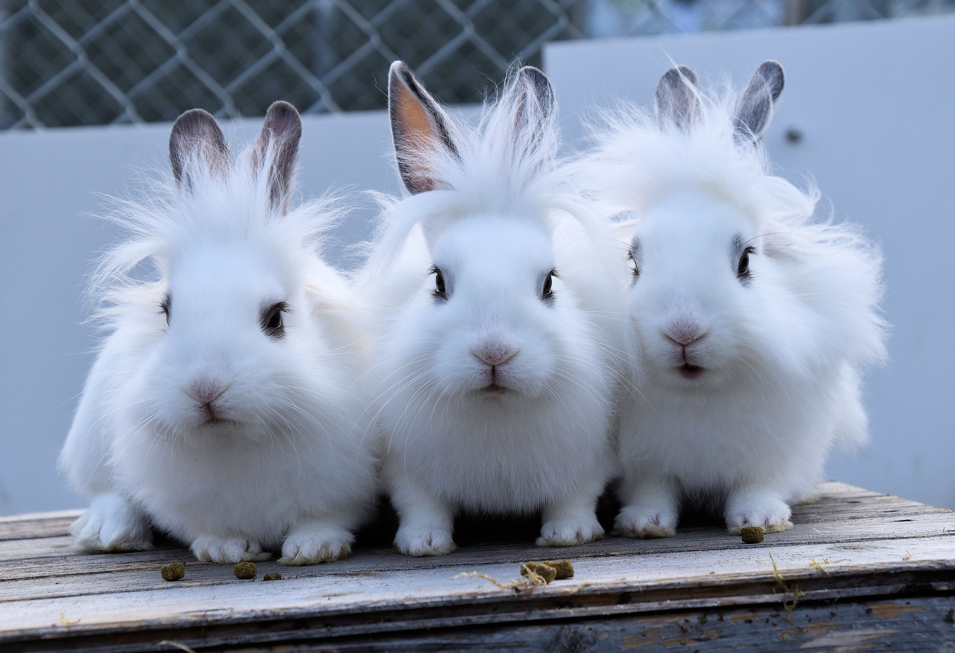 RSPCA West Hatch Animal and Wildlife Centre