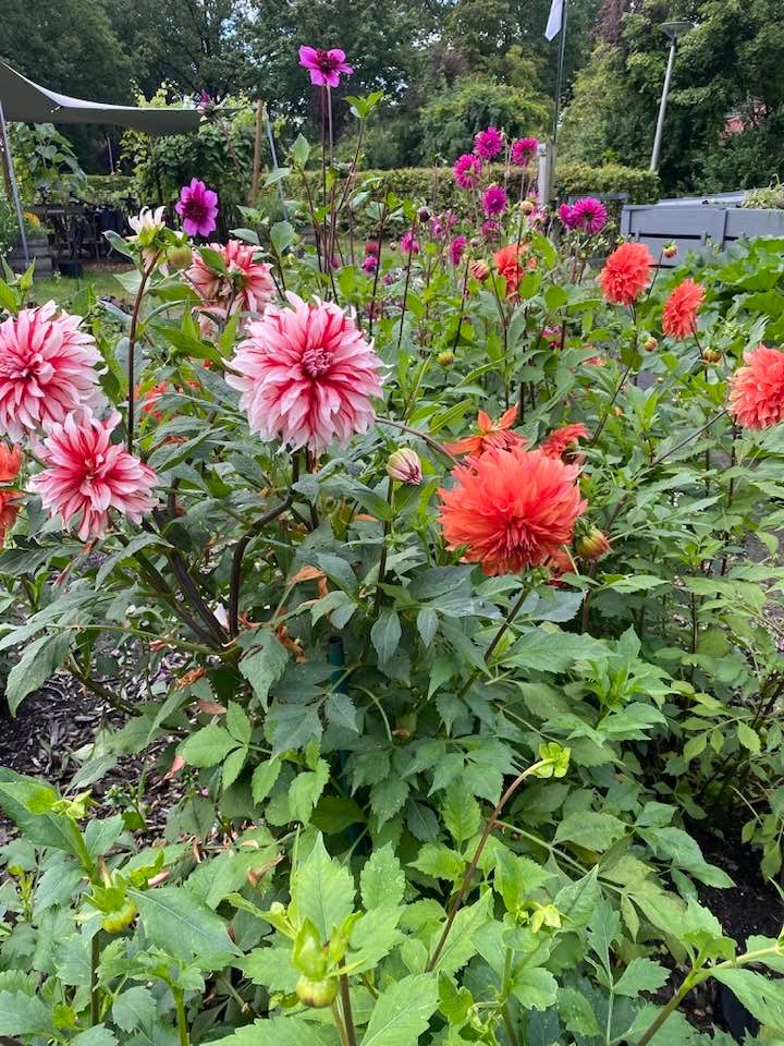Heerlijk werken in de buurttuin, je hebt niet eens groene vingers nodig!