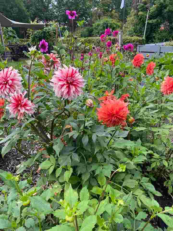 Klussers, manusjes van alles in de Bijenhoek