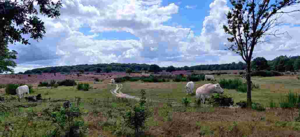 Uitvaartstichting Hilversum - Crematorium & Begraafplaatsen Hilversum