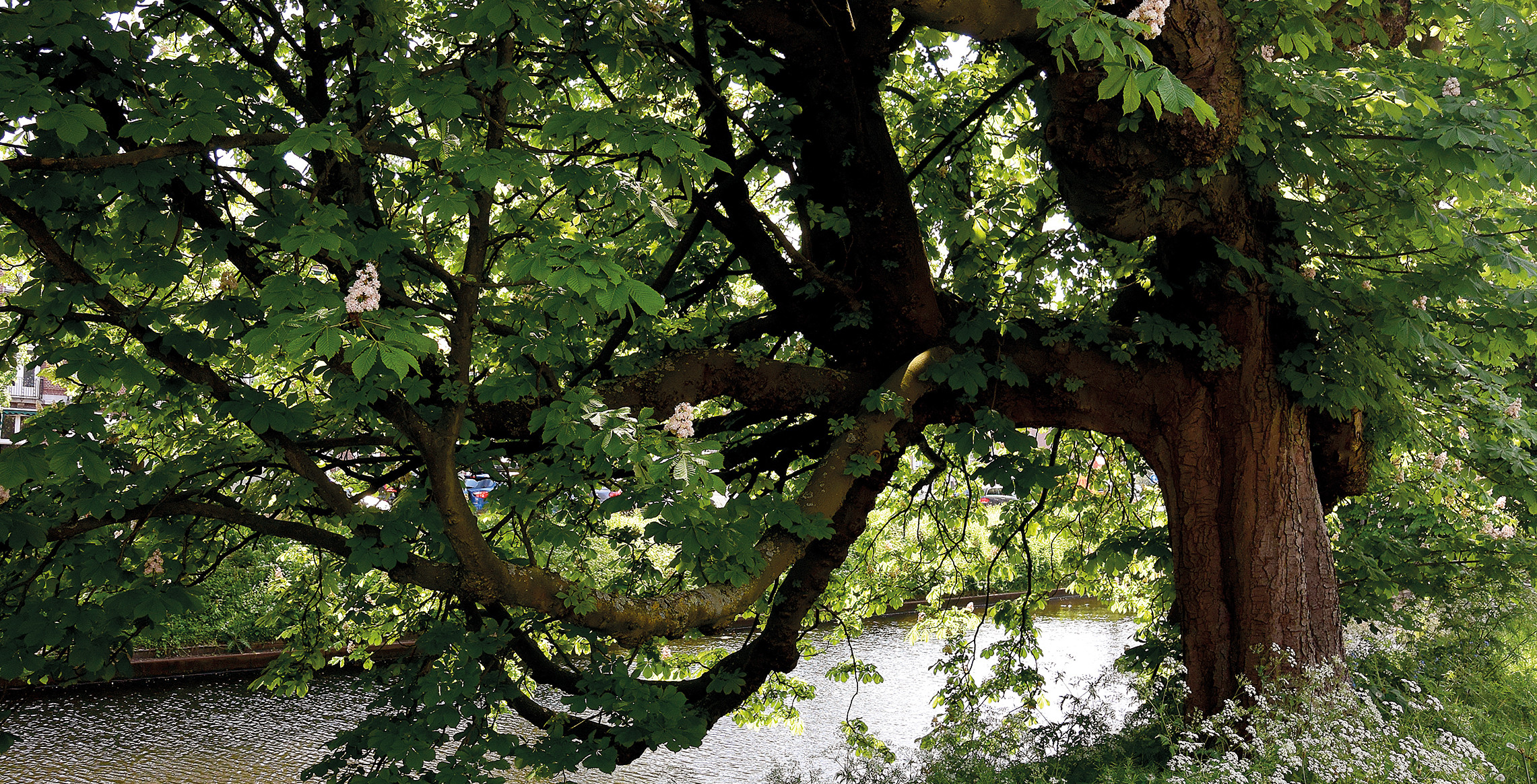 Bomenstichting Den Haag