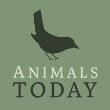 Animals Today