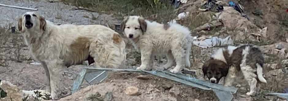Stichting Wereldhonden
