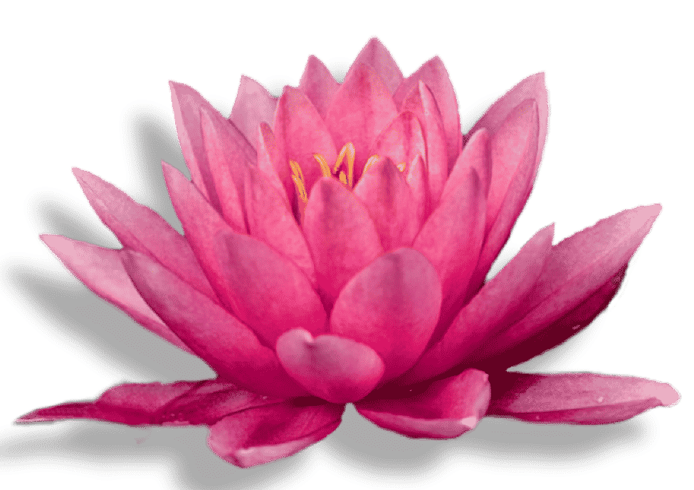 Kringloop de Waterlelie