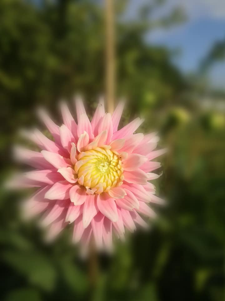 Green Care at Norton CIC