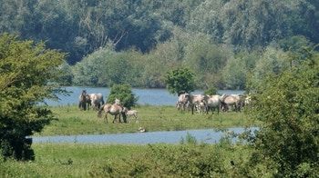 Blauwe Kamer Commissie