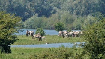 Blauwe Kamer Commissie