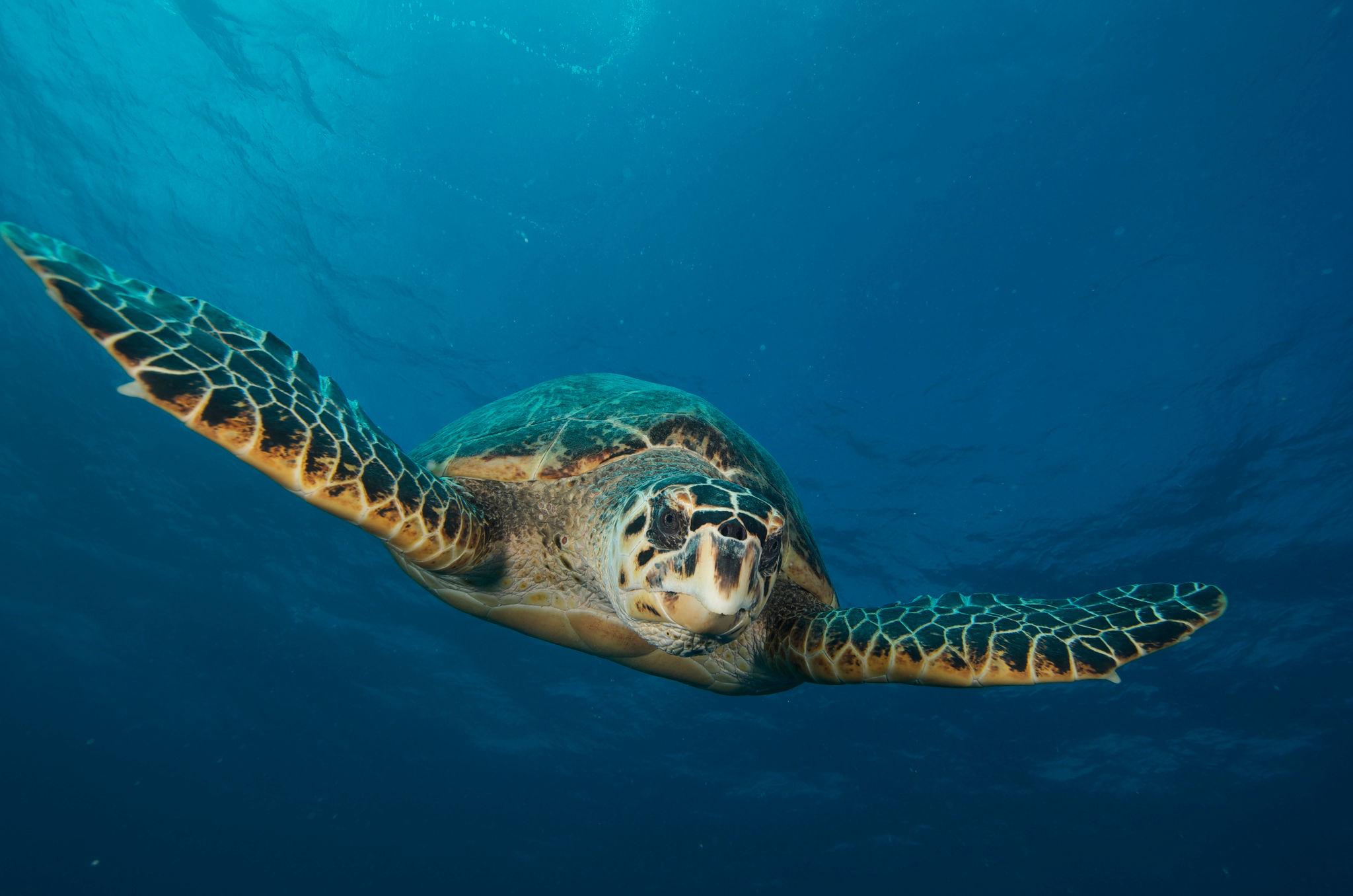 Nature Foundation Sint Maarten