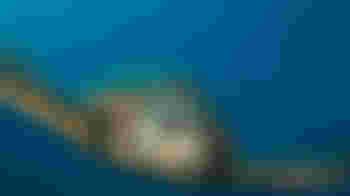 IT/Microsoft 365 assistance