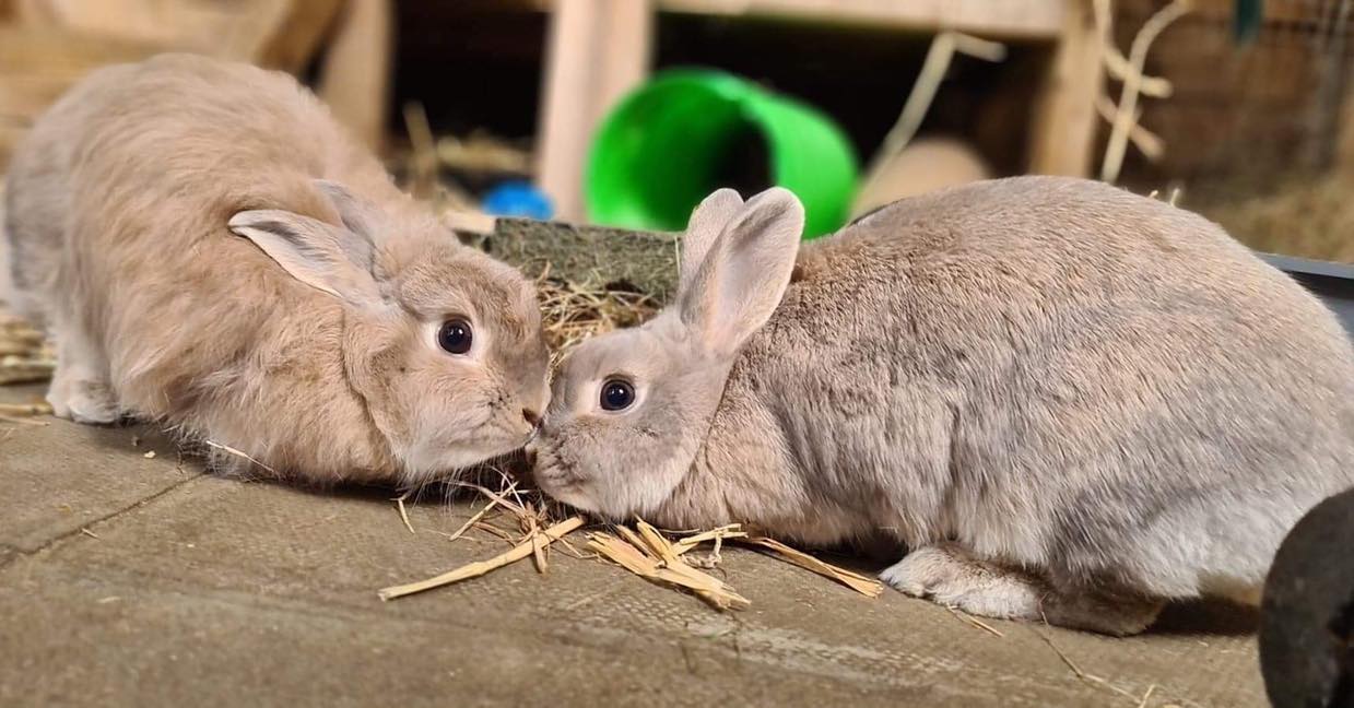 Charity shop assistant