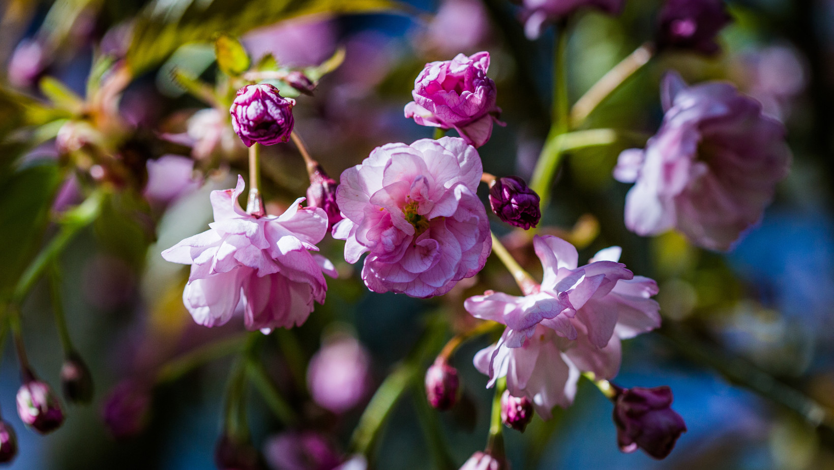 Trustee with Fundraising or Financial or Legal Experience