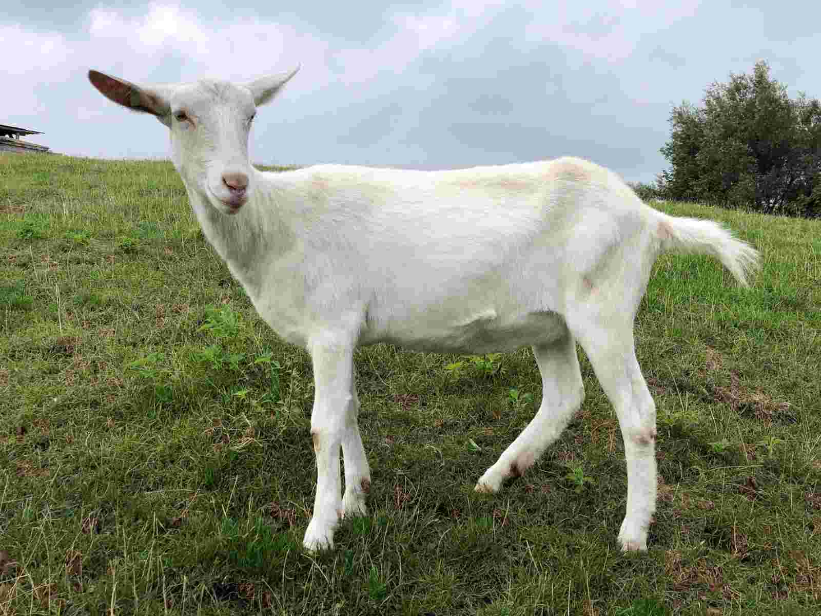 Dierenliefhebber met organisatietalent