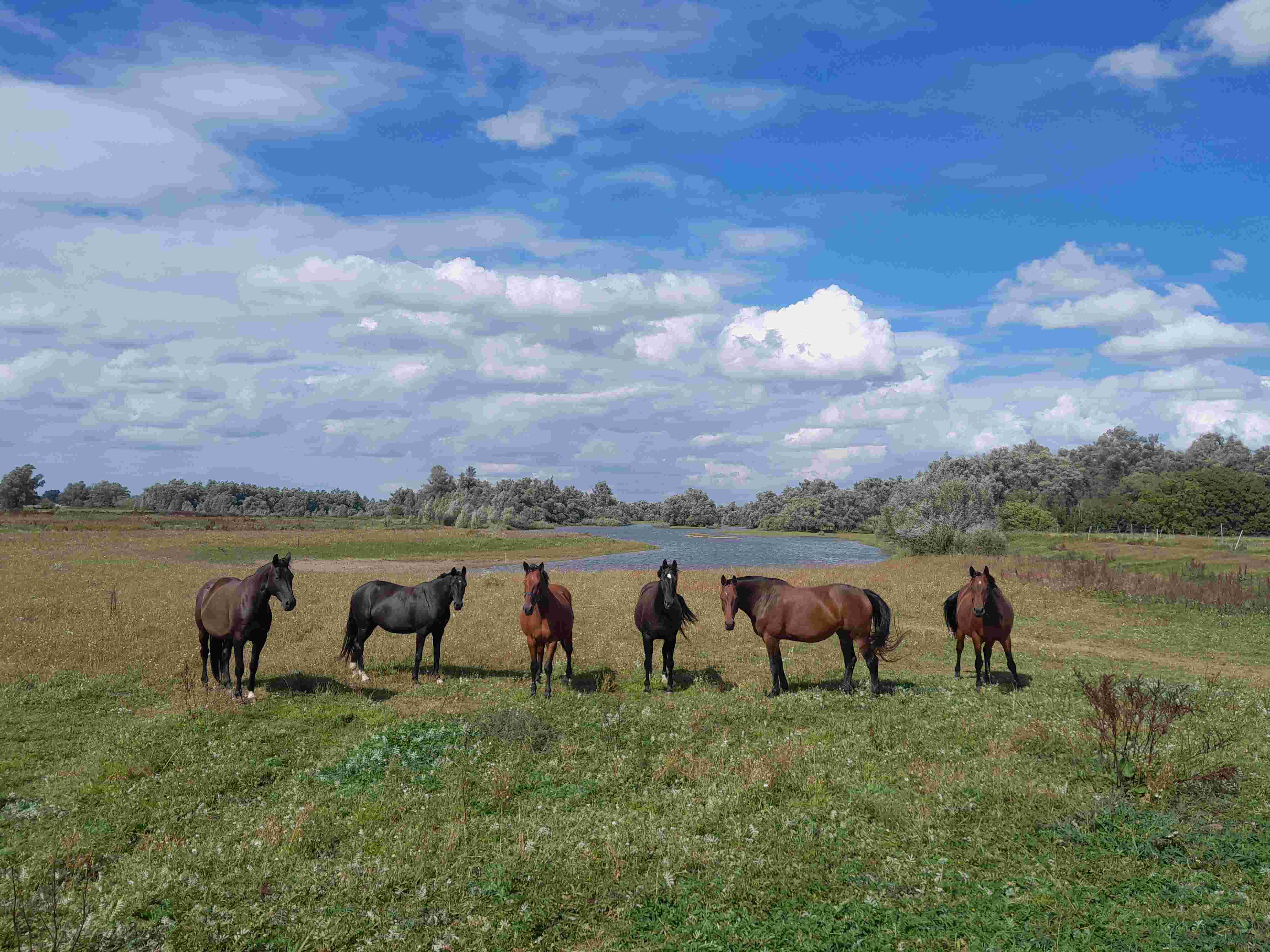 Stichting merrielijn 1907