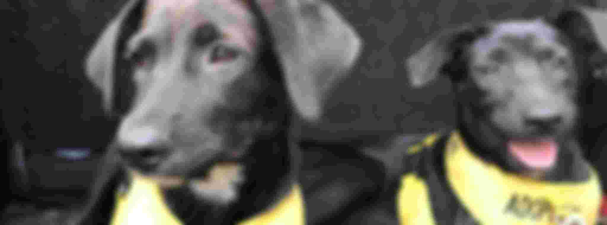 Animal Defenders Sint Maarten