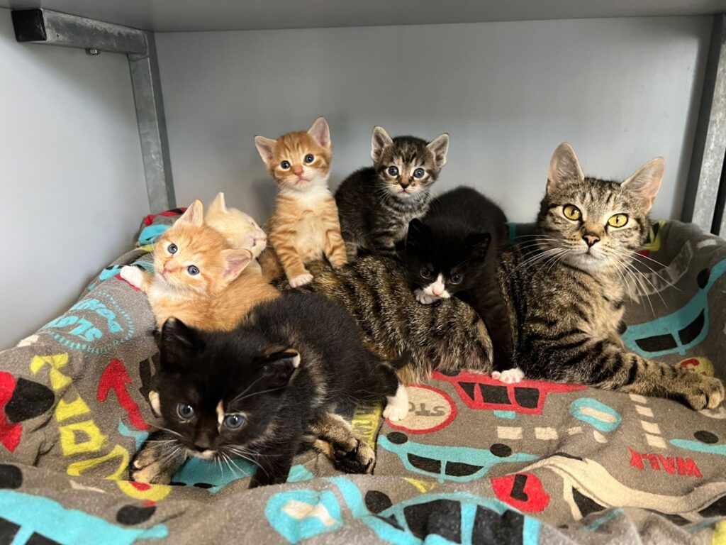 Flexibele event vrijwilliger