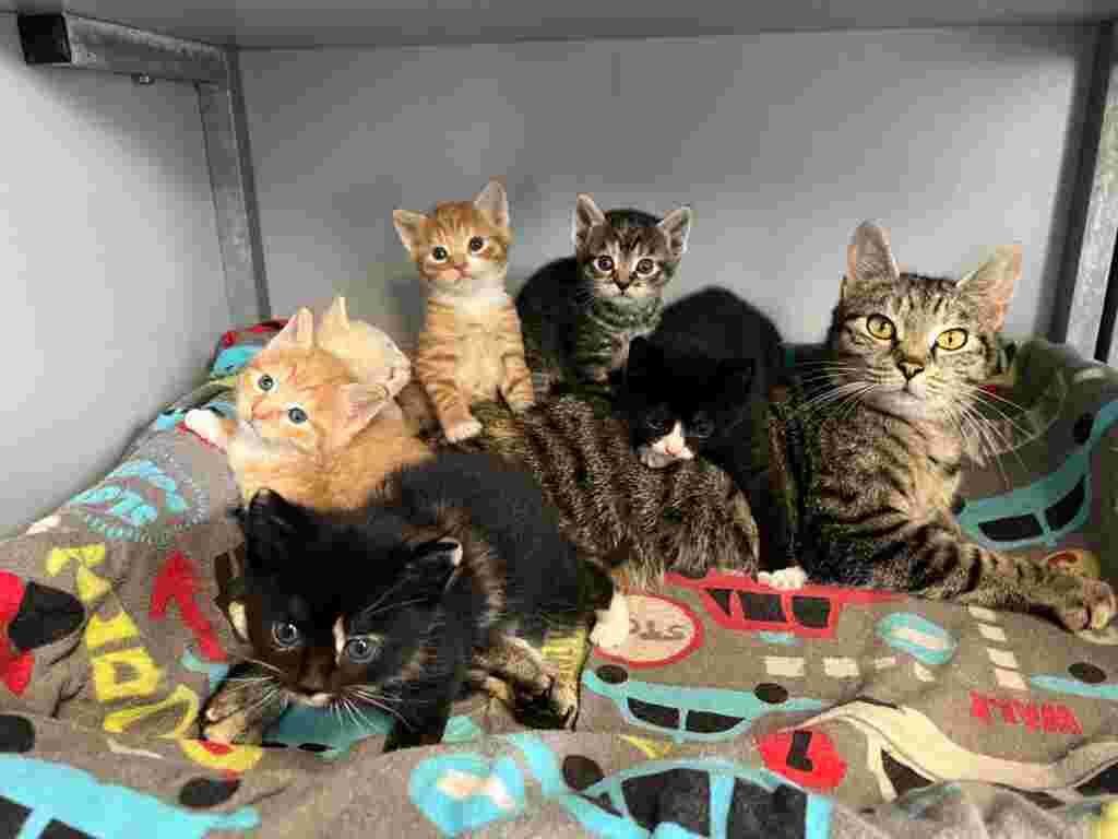 Hou je van dieren en aanpakken? Help mee op onze honden- of kattenafdeling!