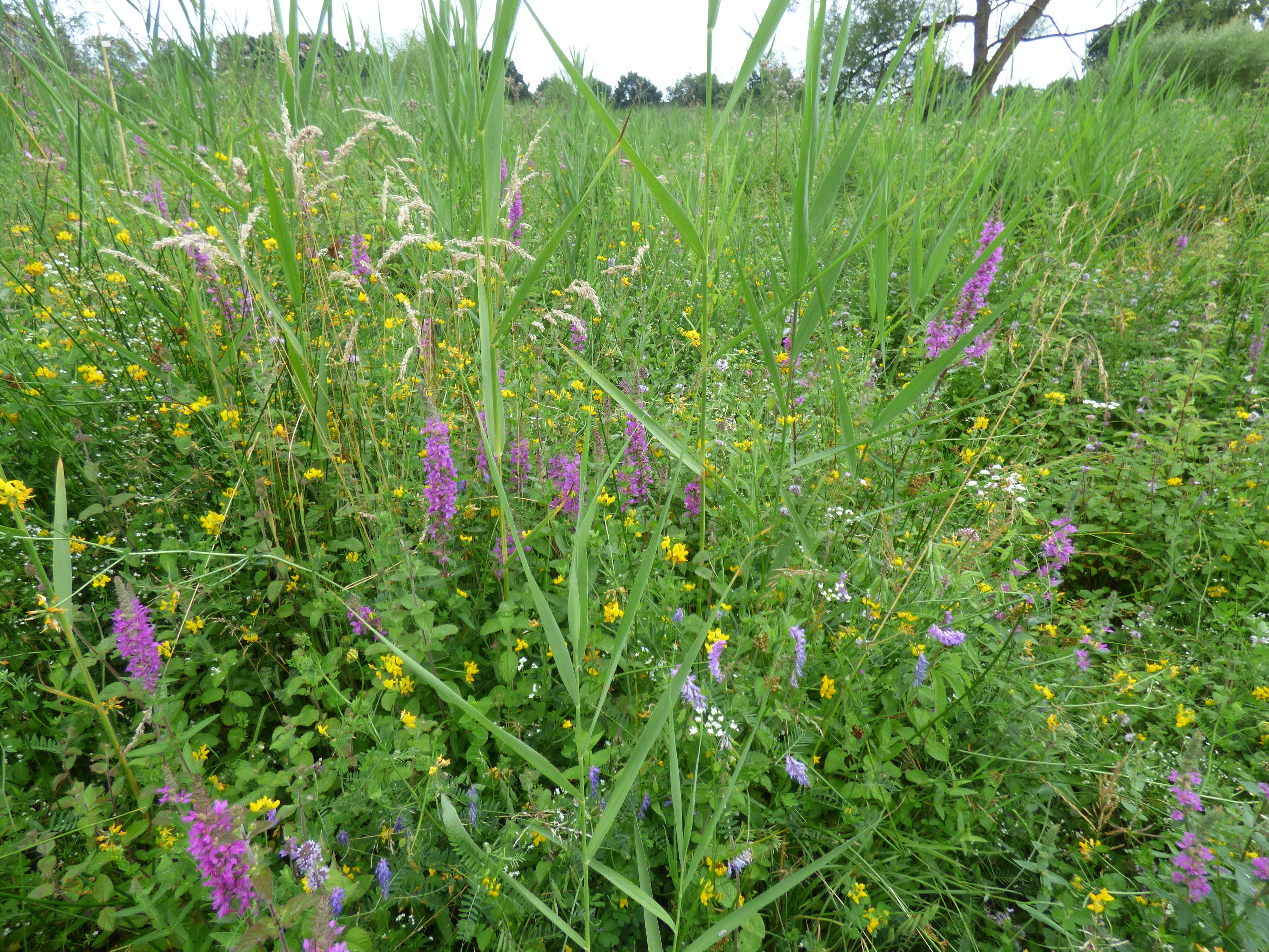 Little Ouse Headwaters Project
