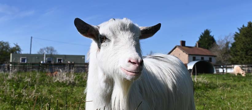 Large Animal Assistant