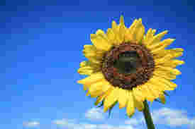 De Zonnebloem Afdeling Apeldoorn West