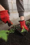 Somerset Community Gardening