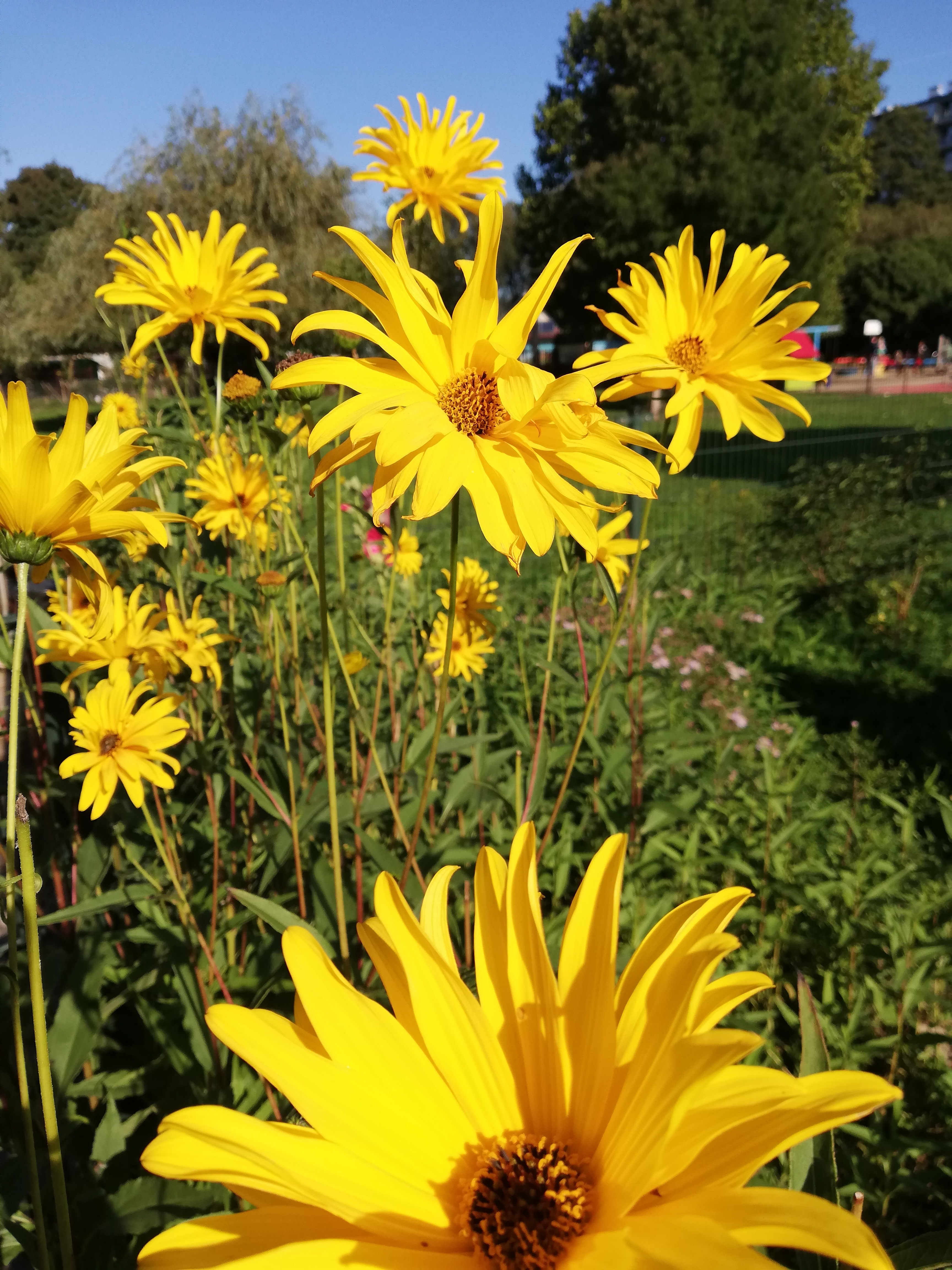 Voedseltuin Overvecht
