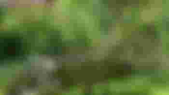 Buurttuin 't Allegaardje in Zwaag