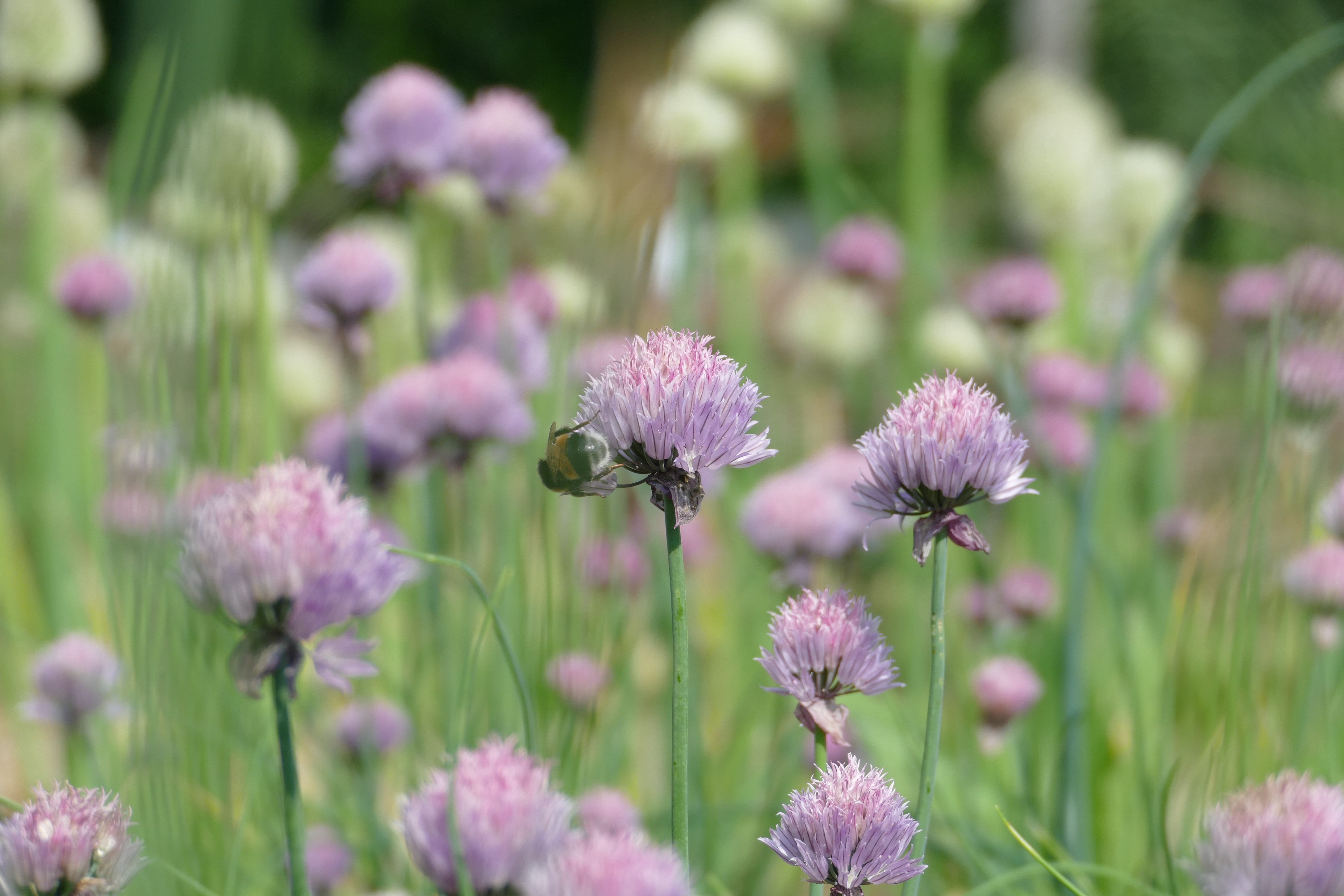 Stichting Vergeten Groenten
