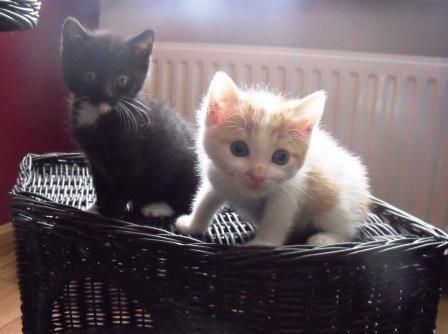 Stichting De Kattenhulpdienst