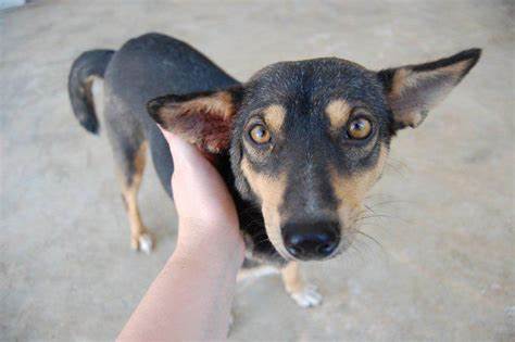 International Aid for the Protection & Welfare of Animals (IAPWA)