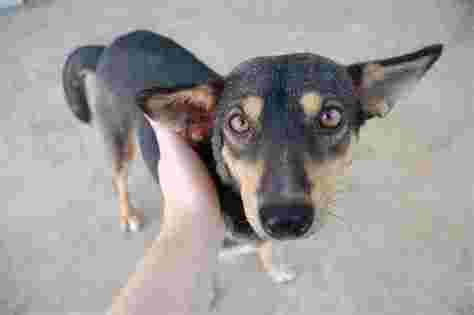 International Aid for the Protection & Welfare of Animals (IAPWA)