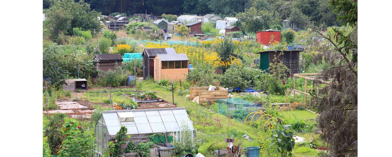 Preapring a new site for veg growing