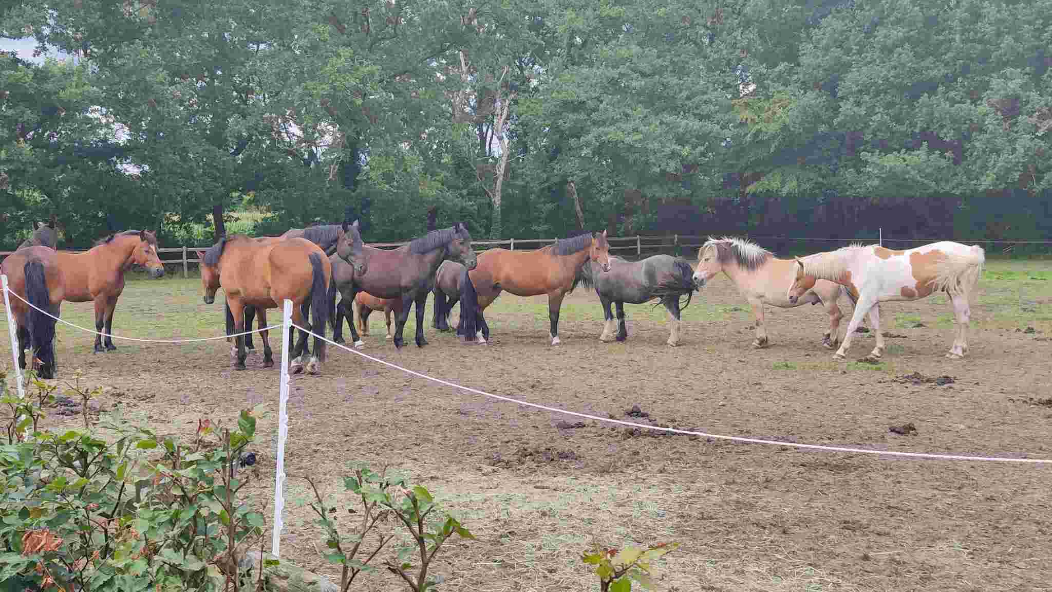 VPG Manege Lis Hartel