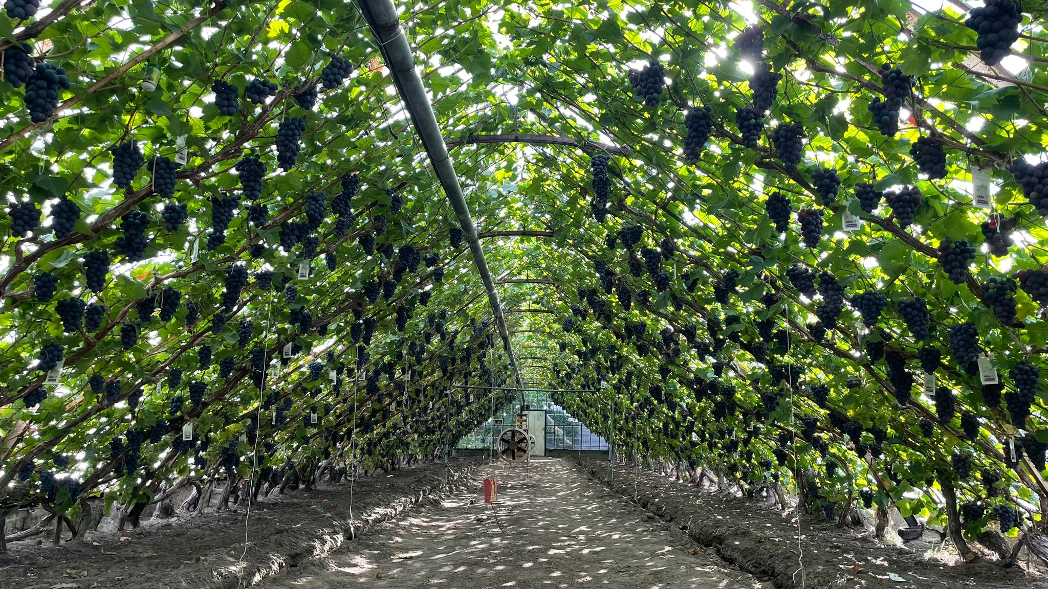 Stichting Druiventuin Sonnehoeck