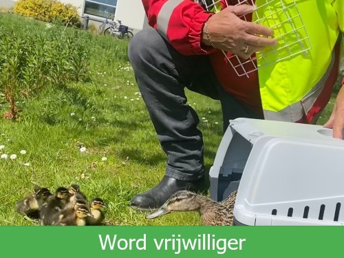 Stichting Dierenambulance de Wijs