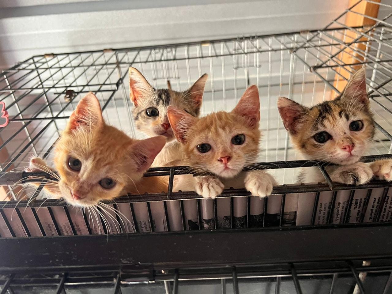 Nine Lives Aruba Foundation