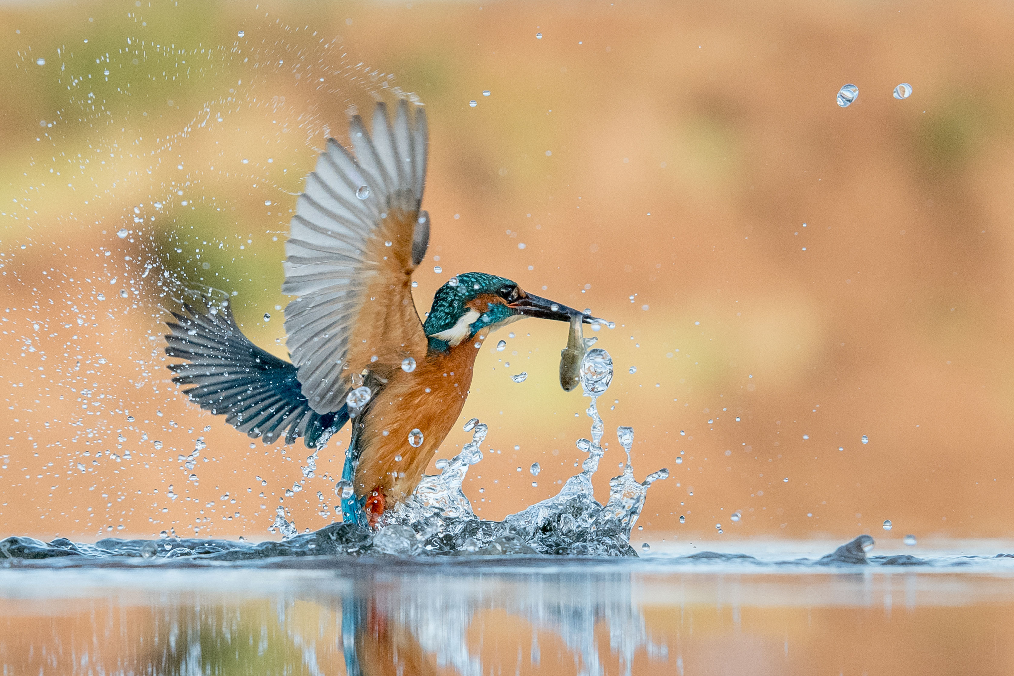 British Trust for Ornithology