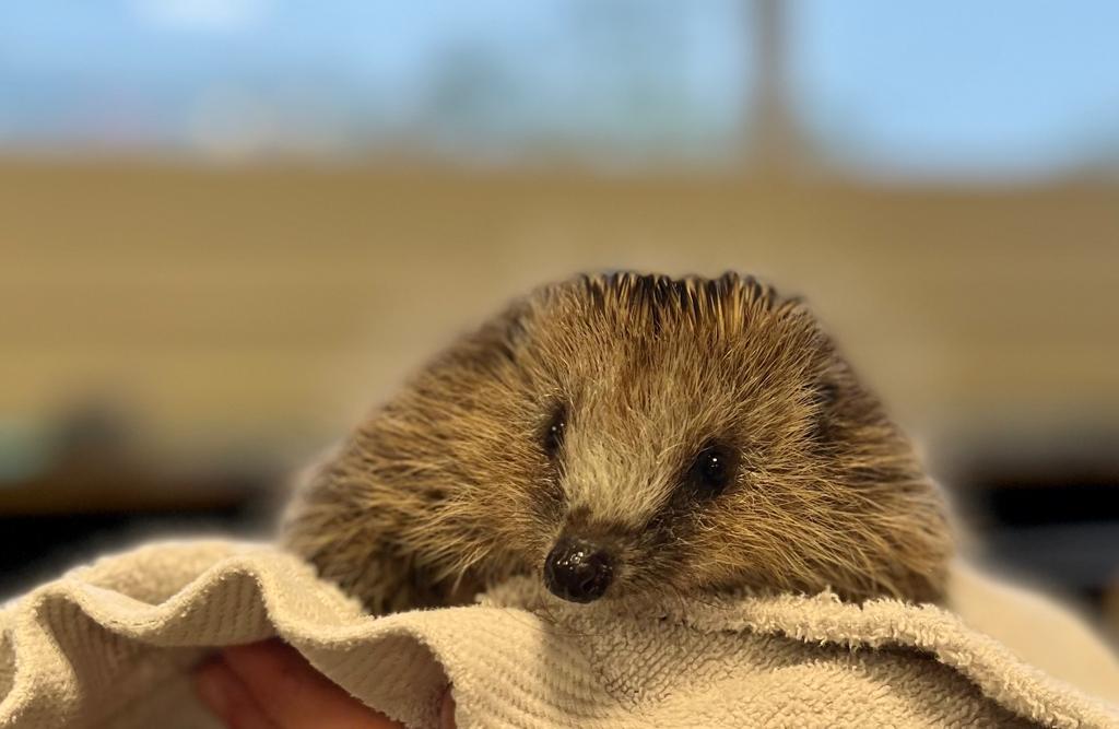 Egelopvang Midden Nederland
