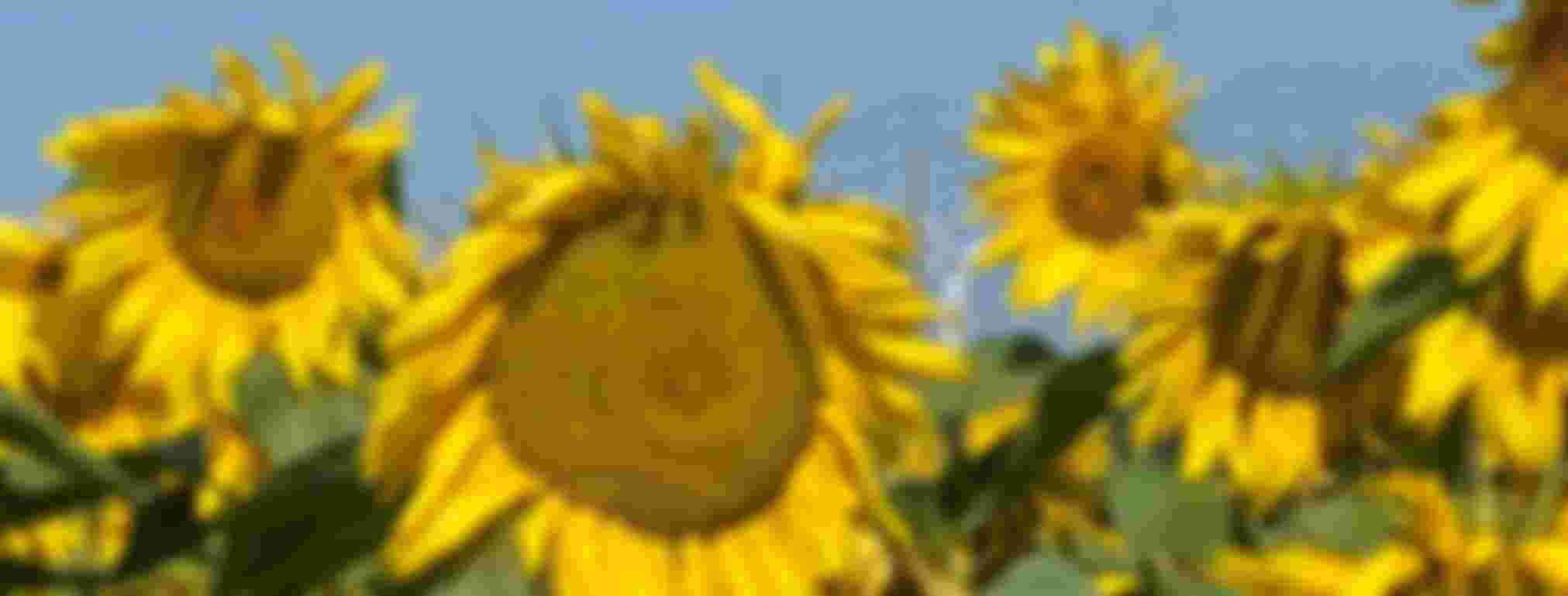 Voorzitter Laren/Blaricum