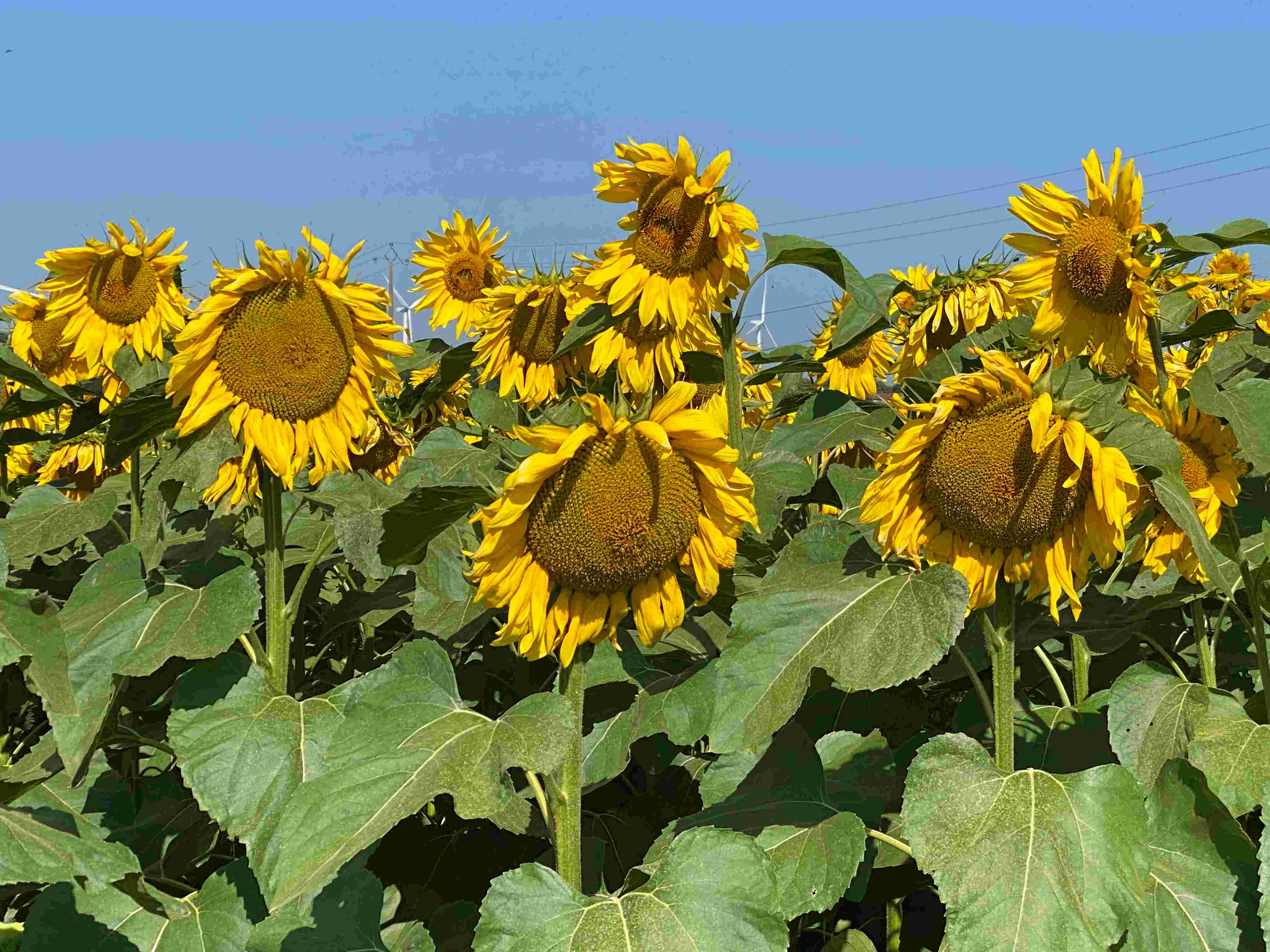 Voorzitter Laren/Blaricum