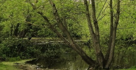 East Bridgwater Urban Wildlife Group