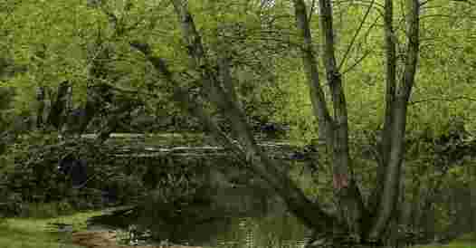 East Bridgwater Urban Wildlife Group