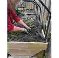 Akeman Centre Growing Space