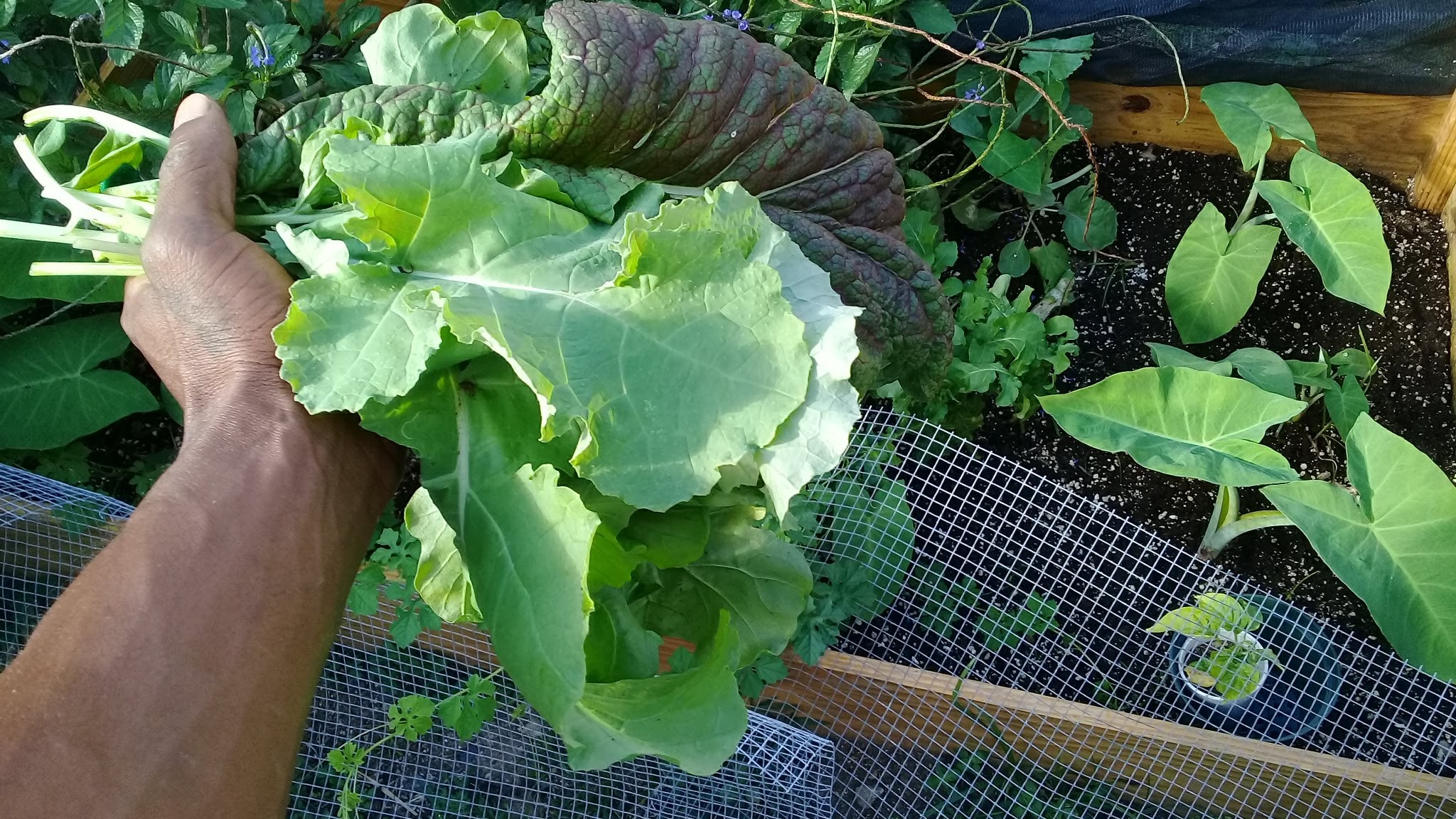 ECO St Maarten Agricultural Research & Development Foundation