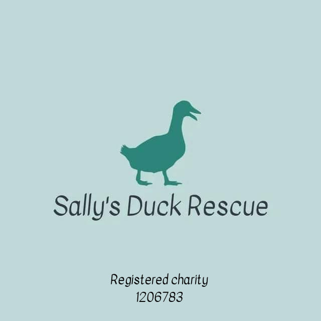 Sallys Duck Rescue
