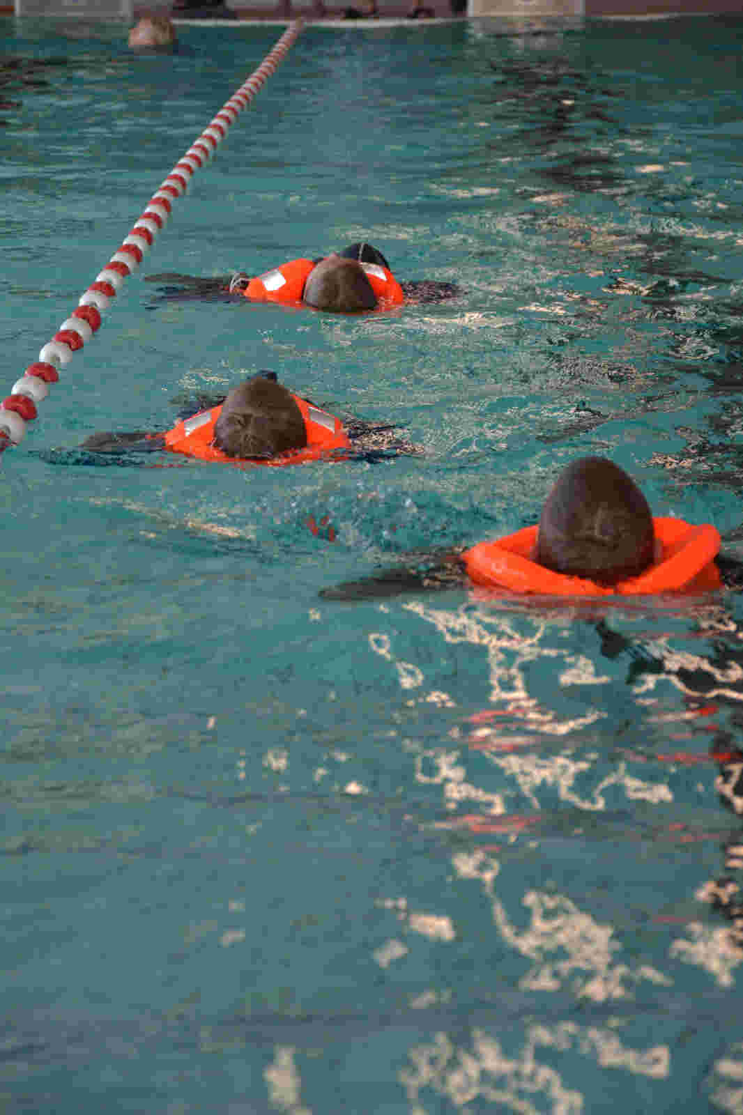 Reddingsbrigade Weststellingwerf