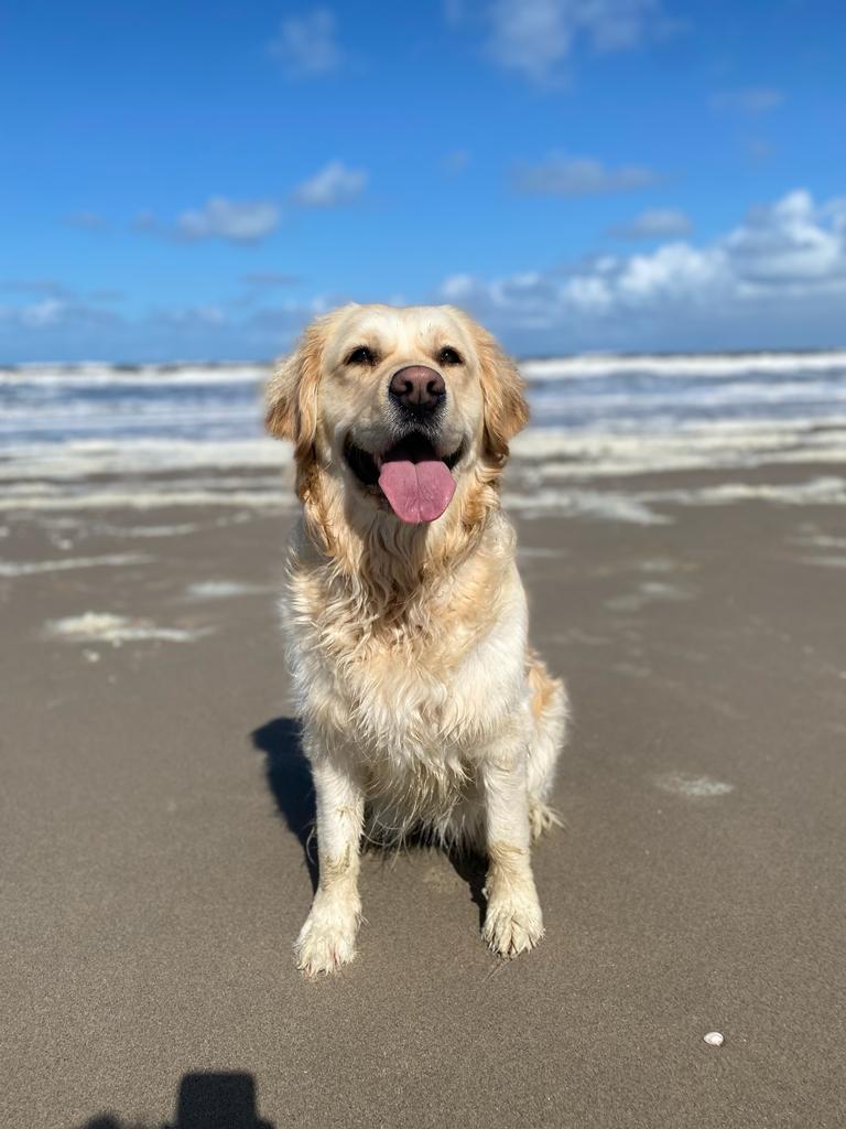 Stichting Lucky Hulphond (in oprichting)