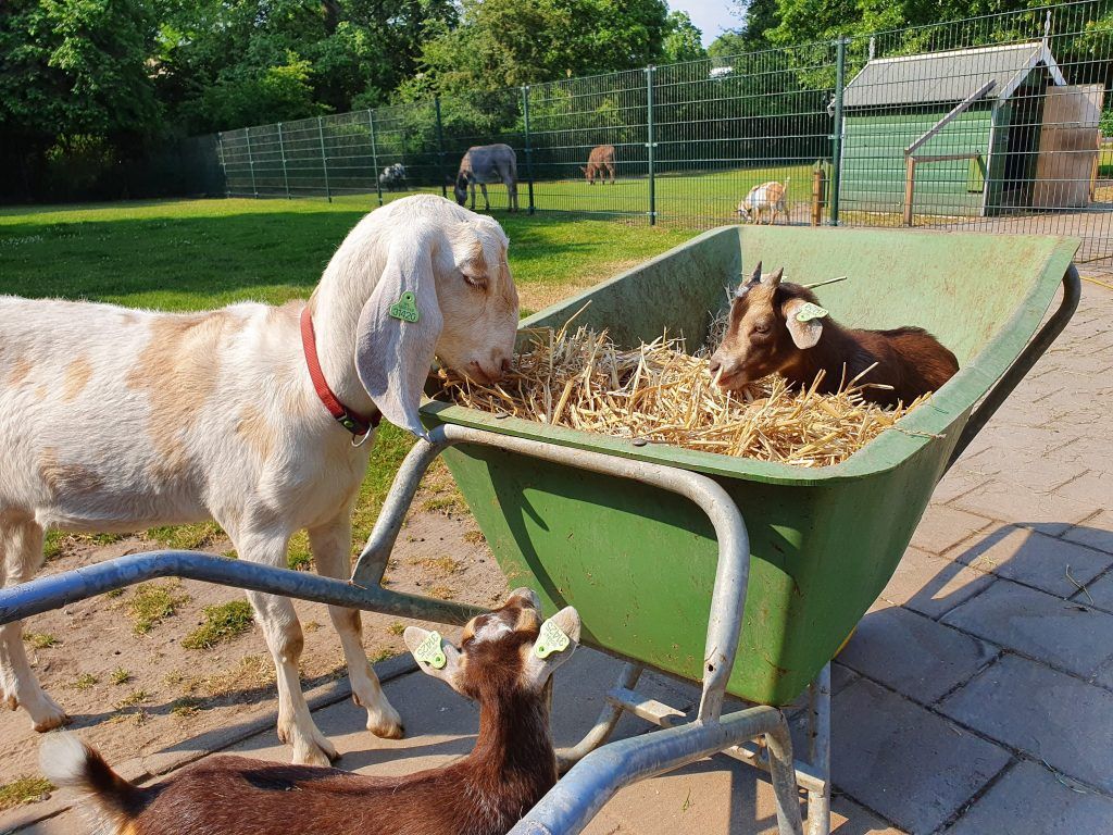 Kinderboerderij 't Woelige Nest