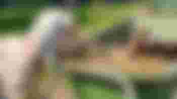 Vrijwilliger dieren voeren en verzorgen